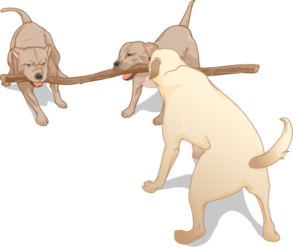 3匹の犬が棒を引っ張っている。