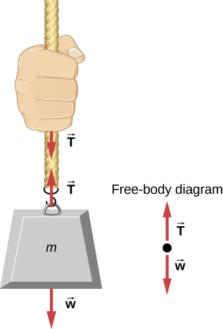 質量mがロープからつり下がっている図。ロープに沿って同じ長さの二本の矢印Tがあり、一方は上向き、他方は下向きである。wは下向き。力の図には上向きのTと下向きのwが描かれる。
