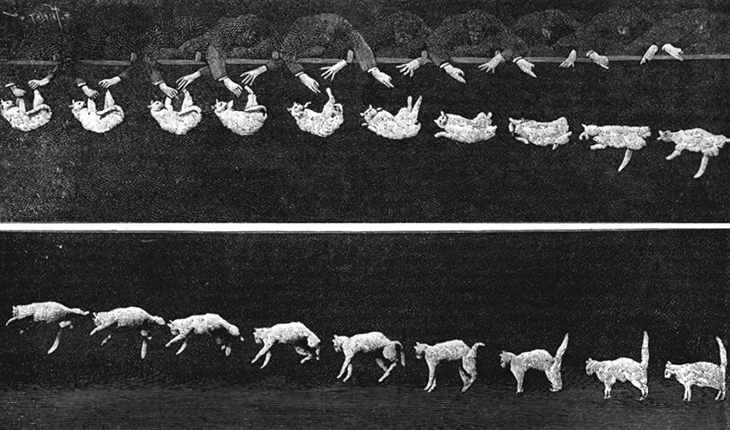 落下する猫の連続写真。最初は猫の足を持って逆さにしている。その位置から放すと猫は落下しながら体を回転させ、最後の数枚では足を下にした姿勢になっている。