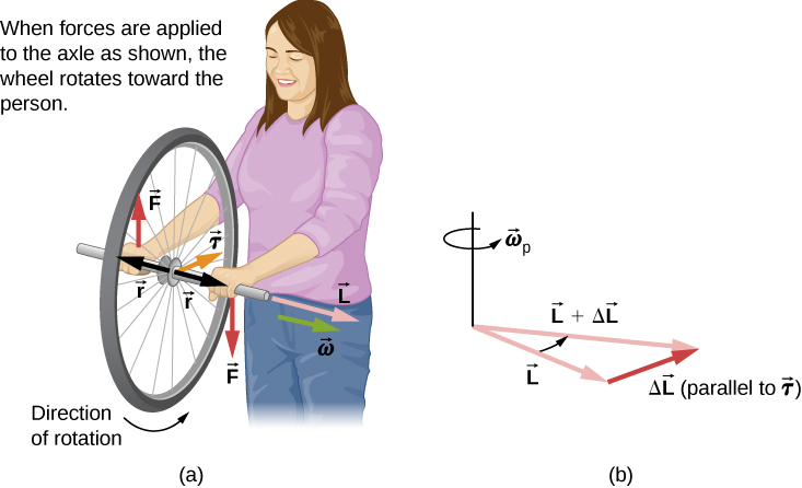 (a) こちらを向いた女性が、回転する半径rの自転車の車輪を車軸で支える。角速度ωと角運動量Lは車軸に沿い、女性の左、見る側の右を向く。車輪の下部は女性の方、紙面の奥へ動く。左手の力Fは下向き、右手の力は上向きで、トルクτは女性の方、紙面の奥へ向かう。(b) ベクトルLと、τに平行なΔLの和を示す。合成ベクトルはL+ΔLで、歳差の角速度ω_pは上から見て反時計回りである。