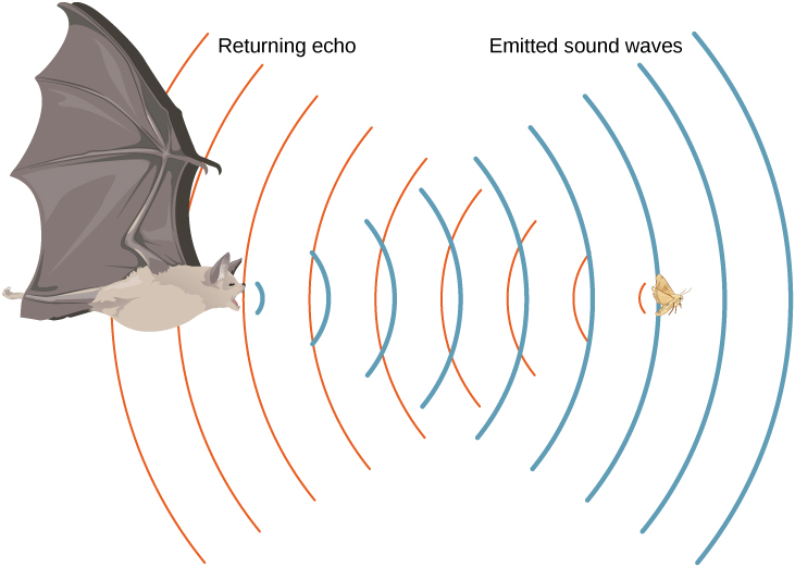 飛ぶコウモリが音波を発する図。音波は飛んでいる昆虫で反射し、コウモリへ戻る。
