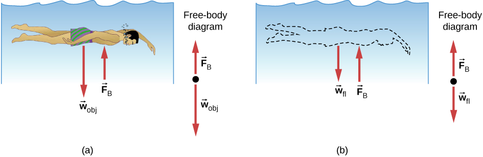 (a) 水中に沈んだ人の図。人には重さw_objが働き、水からは浮力F_bが加わる。(b) 人を水へ置き換えた図。代わりに入った水には重さw_flが働くが、浮力F_bは同じである。